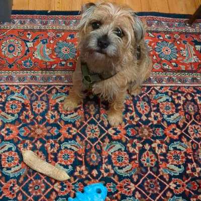 Hundetreffen-Spielen mit Cordi-Bild