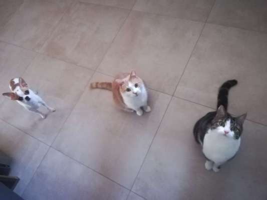 Hundebilder-Beitrag-Bild