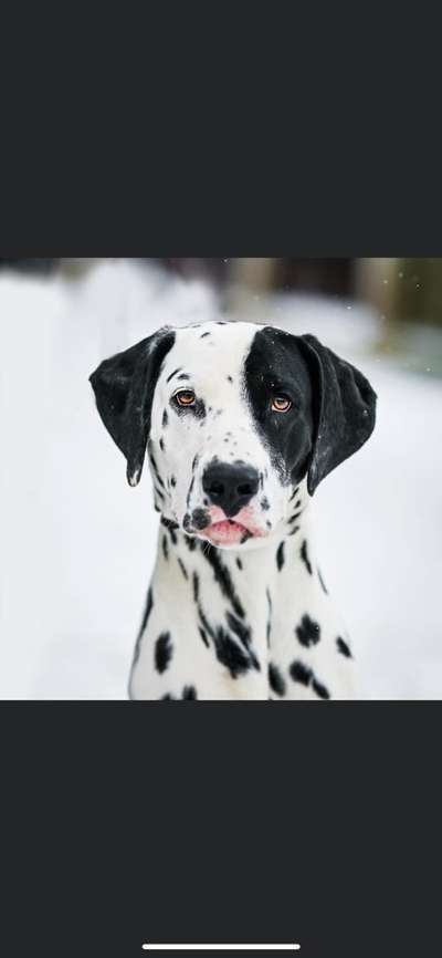 Hunde Porträt (Portrait) Galerie....-Beitrag-Bild