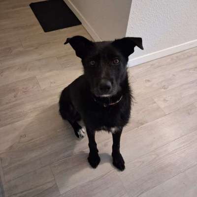 TierschutzhundeStammtisch🐕-Beitrag-Bild