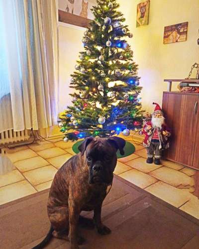 Boxer ???-Beitrag-Bild