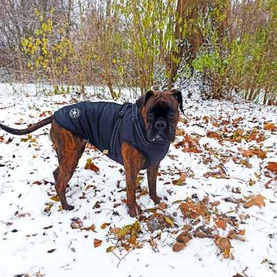 Würdet ihr euch die gleiche Rasse wiederkaufen?-Beitrag-Bild