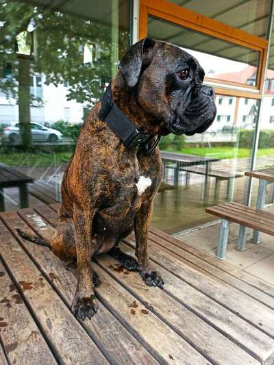 Auslandstierschutz-Beitrag-Bild