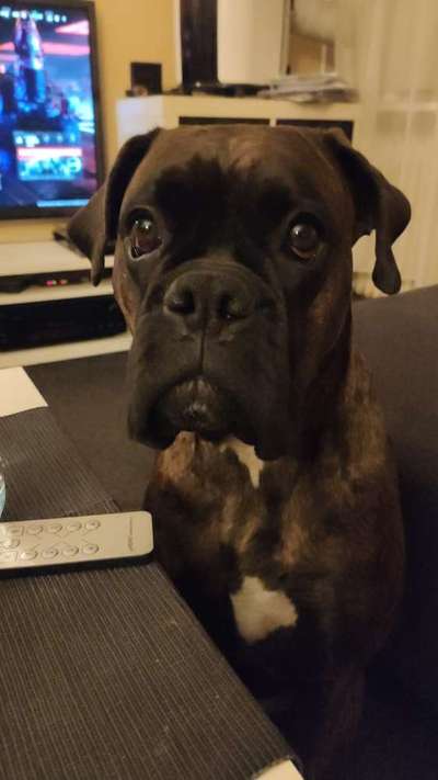 TierschutzhundeStammtisch🐕-Beitrag-Bild