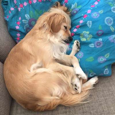 Auslandstierschutz-Beitrag-Bild