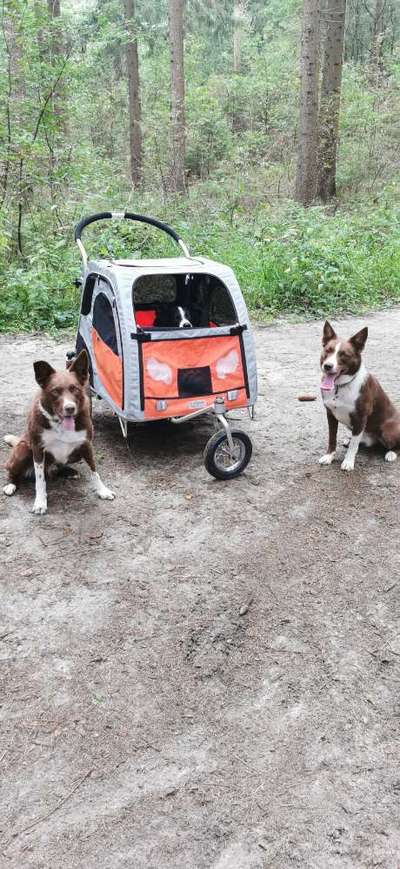 Hundeauslaufgebiet-Mutter Janssen Aurich-Bild