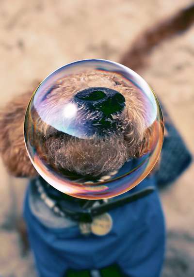 Dogorama Photo Challenge - Rund-Beitrag-Bild