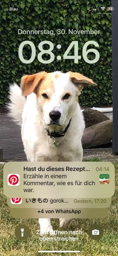 Australian Shepherd Mix-Beitrag-Bild