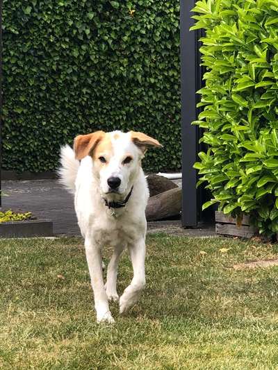 Australian Shepherd Mix-Beitrag-Bild