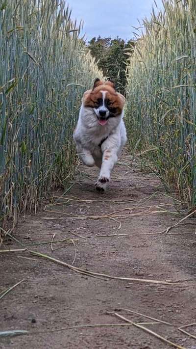 Hundetreffen-Balu (9 Monate) sucht Spielgefährten und Gassigefährten-Bild