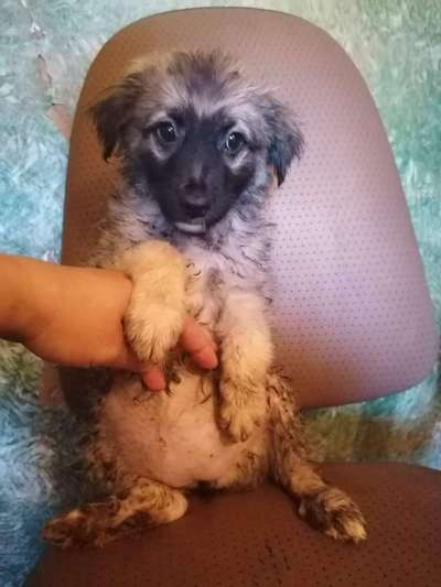 Welpen Bilder !-Beitrag-Bild