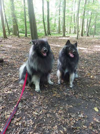 Spitz--Zwergspitz--kleinspitz---mittelspitz----Großspitz--Wolfsspitz-Beitrag-Bild