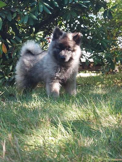 Welpen Bilder !-Beitrag-Bild