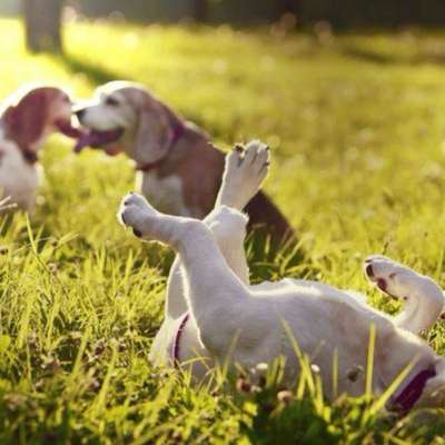 Hundetreffen-Kleine Hunde & Senioren-Bild