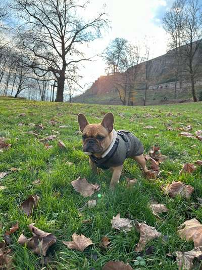 Hundetreffen-Kleine Hunde - Rhein-Sieg-Bild