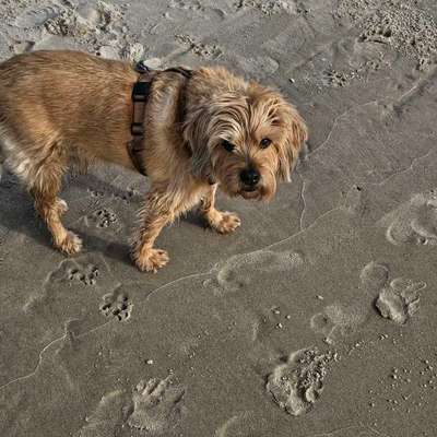 TierschutzhundeStammtisch🐕-Beitrag-Bild