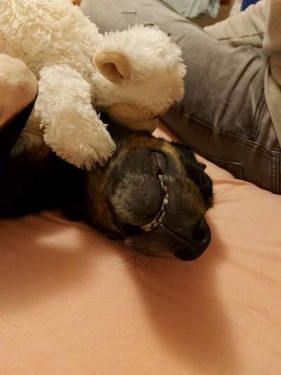 Zeige das lustigste Bild eures Hundis-Beitrag-Bild