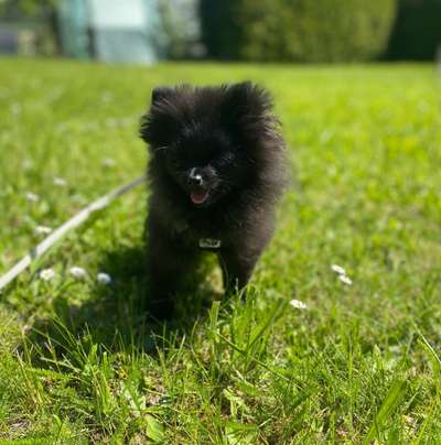 Die Dogorama Monats Challenge "Es grünt und blüht"-Beitrag-Bild