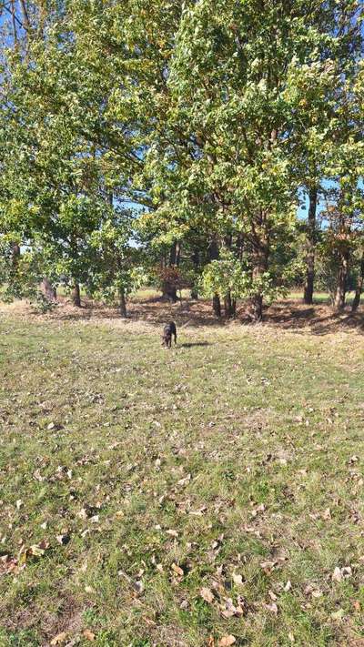 Hundeauslaufgebiet-Unbenutzter Sportplatz-Bild