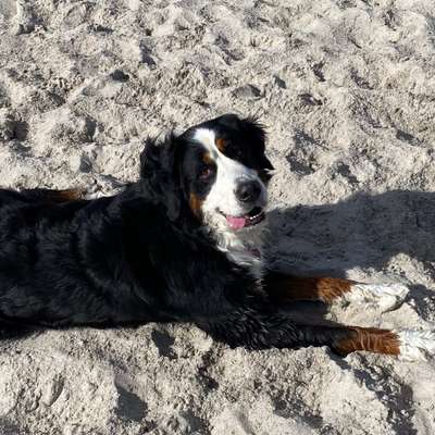 Hundetreffen-Treffen am Strand-Bild
