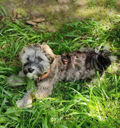 Hundetreffen-Kleine Hundekumpel für regelmäßige Spielsause in Essen gesucht-Bild