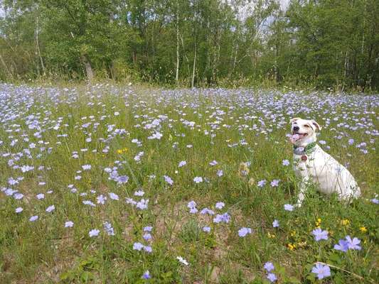 Die Dogorama Monats Challenge "Es grünt und blüht"-Beitrag-Bild