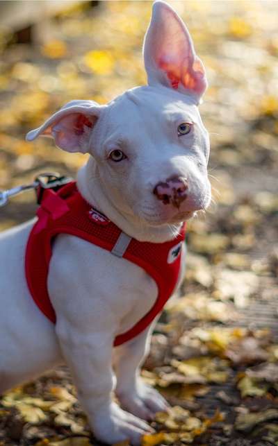 Welpen Bilder !-Beitrag-Bild