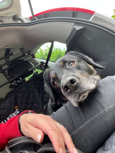 Hundetreffen-Morgendliche Gassi Runden rund um Schleiden-Bild