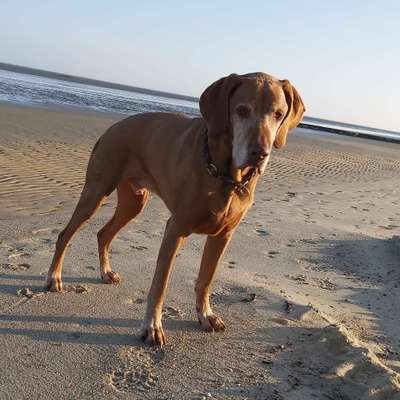 Hundetreffen-Spaziergang-Bild