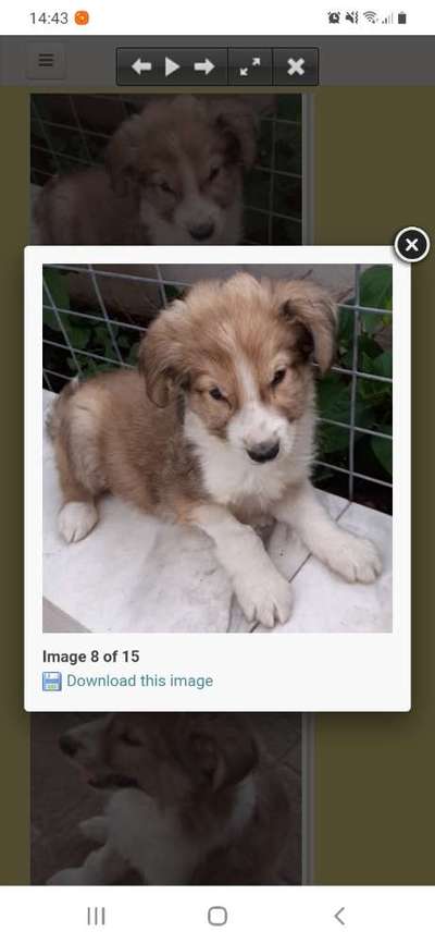 Das erste Bild eures Hundes-Beitrag-Bild