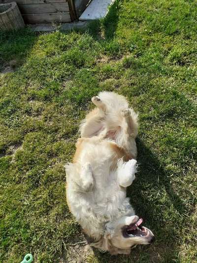 Fotosammlung: ,,Der natürliche Hund" Unbearbeitet, ungestellt und in Natura-Beitrag-Bild