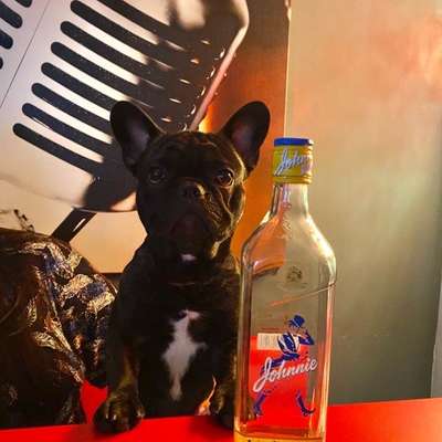 Französische Bulldoggen-Beitrag-Bild