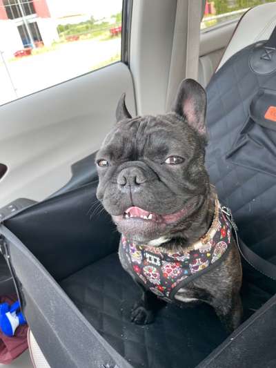 Französische Bulldoggen-Beitrag-Bild