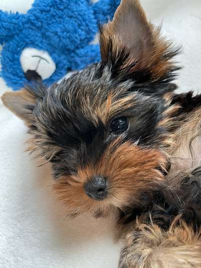 Yorkshire Terrier-Beitrag-Bild