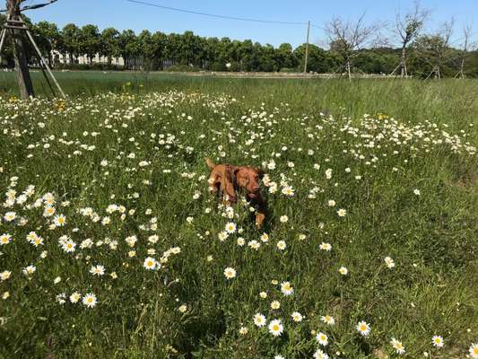 Die Dogorama Monats Challenge "Es grünt und blüht"-Beitrag-Bild