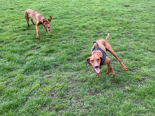 61. Handyfotochallenge - der springende Hund-Beitrag-Bild