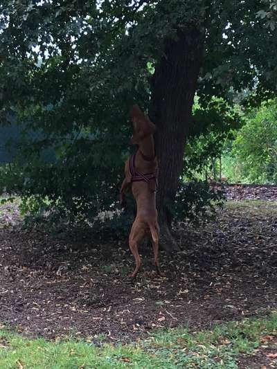 Zeigt eure verrücktesten Hundebilder-Beitrag-Bild