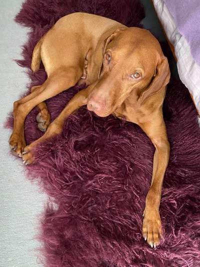 25. Farben Fotochallenge ,,Bernstein"-Beitrag-Bild