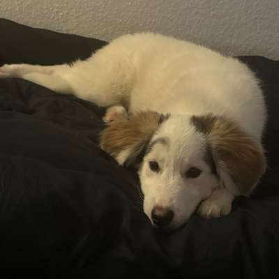 Hundetreffen-Spieltreff zum sozialisieren und toben/ Gassi-Runde und auch gerne Training-Bild