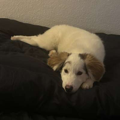 Hundetreffen-Spiel- und gerne auch Gassipartner gesucht-Bild