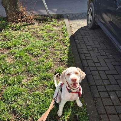 Hundetreffen-Trainings- und Gassipartner:in-Bild
