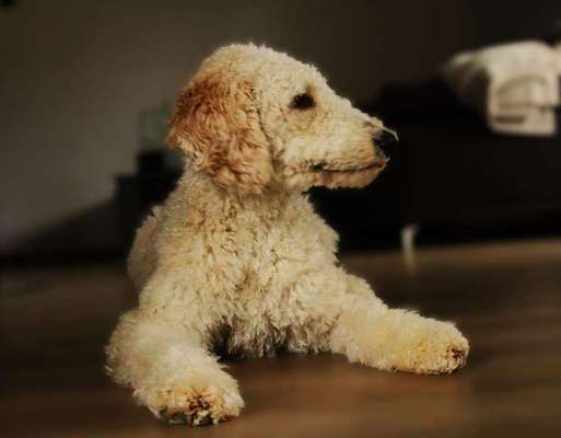 Hundetreffen-SPAZIERGANGE MIT ÜBUNG UND SPIEL-Bild