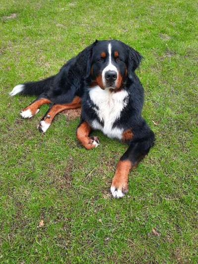 Berner Sennen-Beitrag-Bild