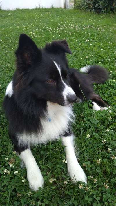 Zeigt mal eure border Collies :)-Beitrag-Bild