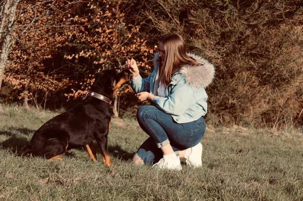 Hundetreffen-Gassi Runde mit Spielen-Bild