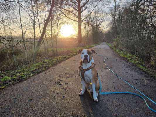 Wo sind meine AMERICAN BULLDOGS?-Beitrag-Bild