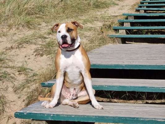 Wo sind meine AMERICAN BULLDOGS?-Beitrag-Bild