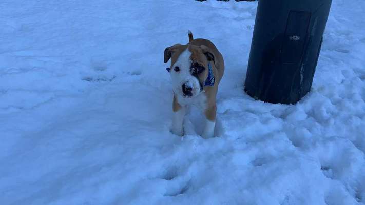 Welpen Bilder !-Beitrag-Bild