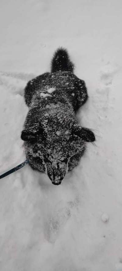 Foto Challenge Nr.: 114
Hunde im Schnee-Beitrag-Bild