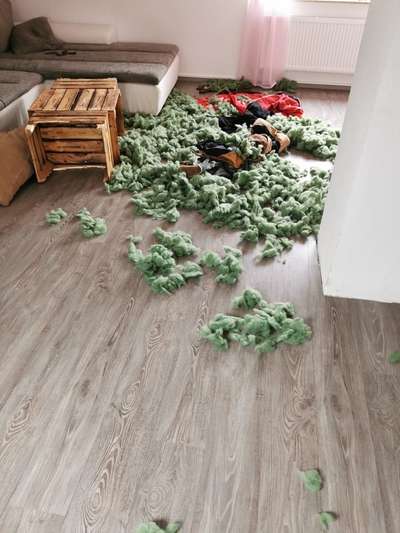 Zeig mir, dass du mit einem hund zusammenlebst....-Beitrag-Bild